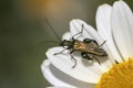 Thick-legged flower beetle Oedemera nobilis, on Anthemis tinctoria Ã¢â¬ËE.C.Buxton Royalty Free Stock Photo