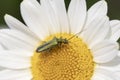 Thick-legged flower beetle Oedemera nobilis, on Anthemis tinctoria E.C.Buxton Royalty Free Stock Photo