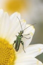 Thick-legged flower beetle Oedemera nobilis, on Anthemis tinctoria Ã¢â¬ËE.C.Buxton Royalty Free Stock Photo