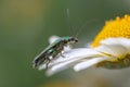 Thick-legged flower beetle Oedemera nobilis, on Anthemis tinctoria Ã¢â¬ËE.C.Buxton Royalty Free Stock Photo