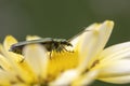 Thick-legged flower beetle (Oedemera nobilis), on Anthemis tinctoria \'E.C.Buxton\' Royalty Free Stock Photo