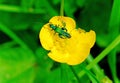 Thick-Legged Flower Beetle - Oedemera Nobilis - Royalty Free Stock Photo