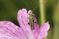 Thick-Legged Flower Beetle Oedemera nobilis Royalty Free Stock Photo