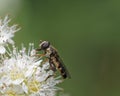 Thick-legged hover fly