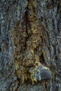 Thick light yellow resin flows from textured dry rough bark of old coniferous tree on Lake Baikal. Royalty Free Stock Photo