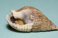 Thick-lipped Dog Whelk shell, Hinia incrissata found on a beach in South East England