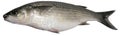 Thick lipped grey mullet fish isolated on white