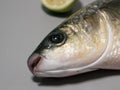 Thick lipped grey mullet fish isolated on white