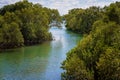Coastal Mangrove Habitat On The River Bank