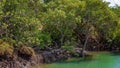 Coastal Mangrove Habitat On The River Bank