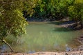 Coastal Mangrove Habitat On The River Bank