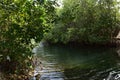 Thick Mangroves Rooting Along the Spanish Lagoon Royalty Free Stock Photo