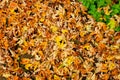 thick mat of fallen yellow and orange leaves on the ground in the back yard in late autumn Royalty Free Stock Photo