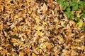 thick mat of fallen yellow and orange leaves on the ground in the back yard in late autumn Royalty Free Stock Photo