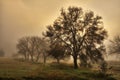 Thick mist at the farm, South Africa