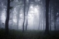 Thick mist trough trees in mysterious forest