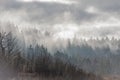 Thick mists engulfing a dense forest of pine trees