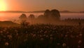 Thick morning fog in the summer forest near the reservoir