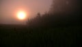 Thick morning fog in the summer forest near the reservoir