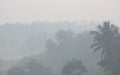 Thick morning fog in tropical palms jungle