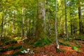 Thick moss covered silver fir (Abies alba) tree trunk