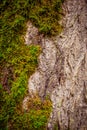 THICK MOSS FILLING HALF OF THE TREE BRANCH Royalty Free Stock Photo