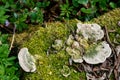 Thick moss and fungus on the old rotten stump Royalty Free Stock Photo