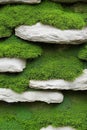 Thick moss growing between layered grey rocks forming a textured natural green wall Royalty Free Stock Photo