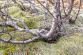 Thick moss growing under tree in wet Iceland