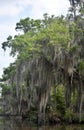 Thick Moss Hanging Down from a Tree in the Bayou