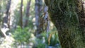 thick moss and fern hanging on pine in rainforest