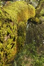 Thick moss on an tree branch Royalty Free Stock Photo