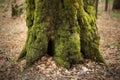 Tree trunk covered with moss. Close-up. thick moss overgrown the tree in the forest. Royalty Free Stock Photo