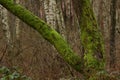 Thick moss on a tree. Royalty Free Stock Photo