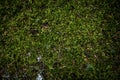 Thick Mossy Texture on surface of Yellowstone Royalty Free Stock Photo