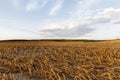 thick mown corn stalks Royalty Free Stock Photo