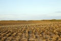 thick mown corn stalks Royalty Free Stock Photo