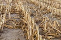 thick mown corn stalks Royalty Free Stock Photo