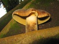 Thick mushroom