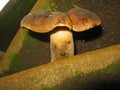 Thick Mushroom