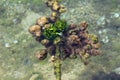 Thick old naval rope covered with seaweed mixed with green and brown algae and shells holding buoys anchored to sea bottom