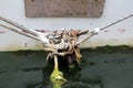 Thick old naval ropes tied into various knots covered with seaweed holding boats tied to rusted metal ring