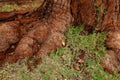 Thick, old roots breaking through the soil on a pavement, with grass growing around