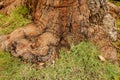 Thick, old roots breaking through the soil on a pavement in Worcester, South Africa.