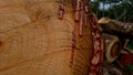 Thick orange wood sap that comes out of mahogany