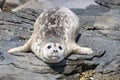 A thick pachyderm -a sun bathing big seal on a rock Royalty Free Stock Photo