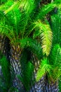 Thick palm trees jungle.Tropical nature greenery background. Saturated vibrant emerald green color. Natural foliage pattern