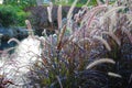 Thick patch of colorful grass flowers in a garden