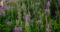 Thick Patch Of Fireweed Bloom In Summer Royalty Free Stock Photo