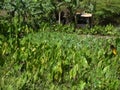 Taro plantation, one of the main root crops of Palau Royalty Free Stock Photo
